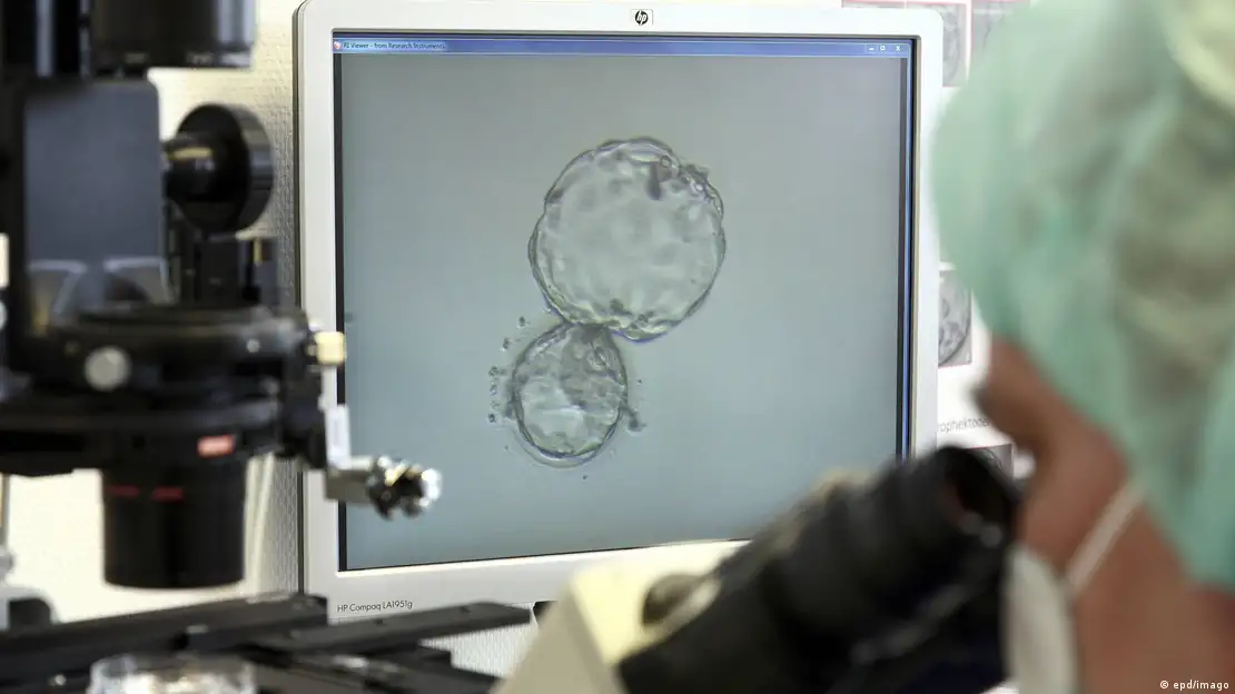 Macaco quimera nasce após experimento com células-tronco