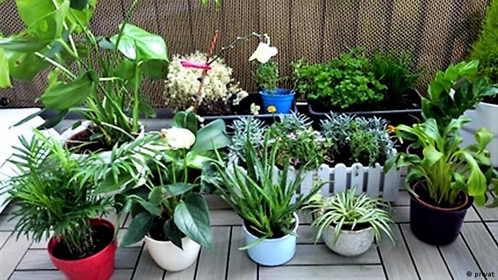 Hobi Tanaman Hias Di Perantauan Blog Eropa Menurut Warga Indonesia Dan Indonesia Di Mata Warga Eropa Dw 19 03 2021