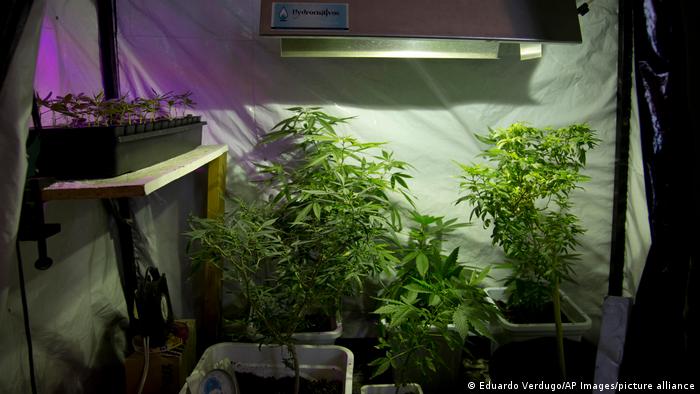 Marijuana plants in a hydroponic garden inside an apartment 