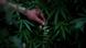A marijuana plant in Mexico A marijuana plant in Mexico