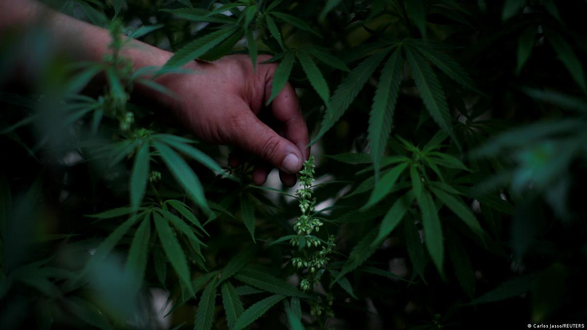 Virginia to legalize possession of marijuana – DW – 04/22/2021
