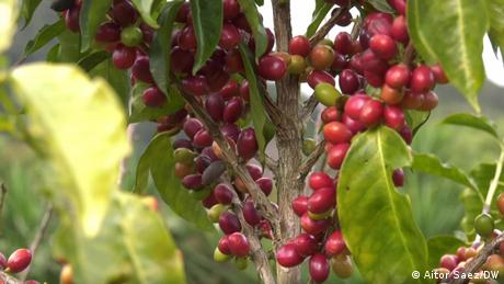 Eco Latinoamerica Bioanbau Kaffe Honduras