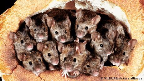 Mäuse schauen aus einem Brotlaib heraus