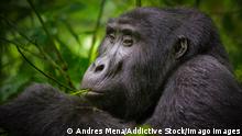 Black gorilla among the nature Copyright: xAndresxMenax