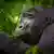 Gambar menunjukkan seekor gorila