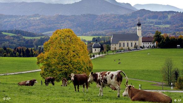 cows, meadow, Bavarian village