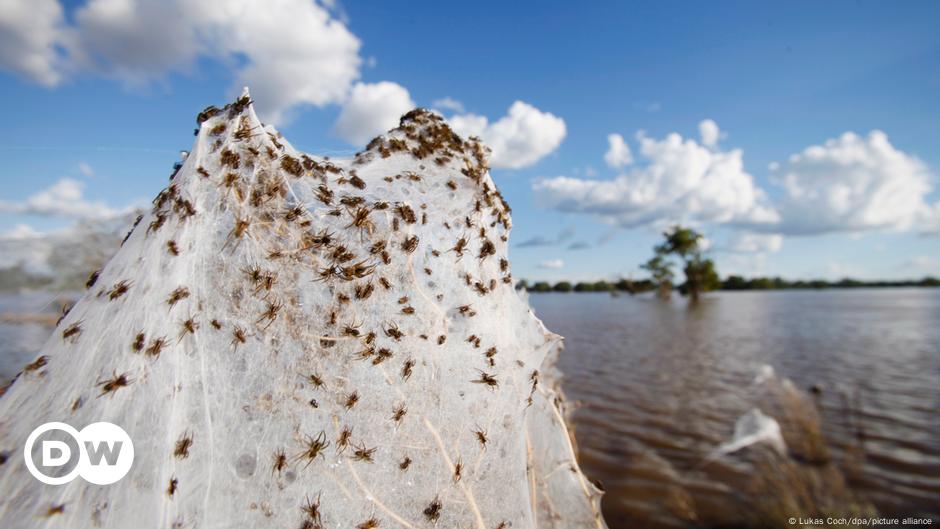 Australia: Thousands of spiders invade homes due to floods |  World |  D.W.