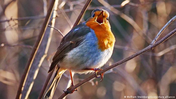 A singing robin on a branch