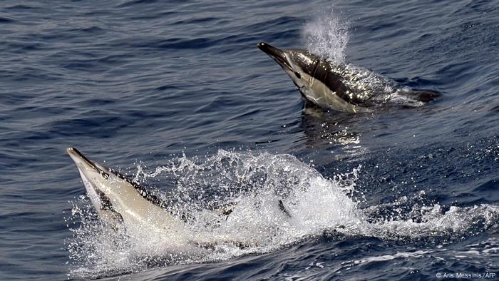 A dolphin swimming in the sea 