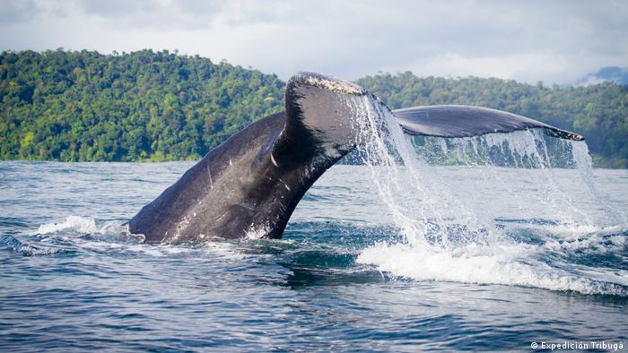 La cola de una ballena Jjorobada saliendo del agua. 