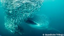 Nuevo estudio encuentra que el tiburón ballena es el mayor omnívoro del mundo
