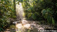 : Afiche-16  
- Description: Jungle in Chocó, Colombia
- Credit:   Expedición Tribugá 
--
via dario berrio gil
