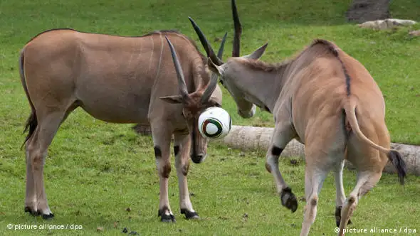 Zwei Antilopen spielen Fußball im Münsteraner Allwetterzoo (Foto: dpa)