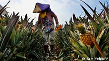 This photo taken on March 16, 2021 shows a farmer harvesting pineapples in Pingtung county. - A Chinese ban on pineapple imports from Taiwan has sparked a flood of patriotic buying of the fruit and forced restaurants to come up with inventive new menu choices, but it has also left many questioning Taipei's overwhelming economic reliance on its giant neighbour. (Photo by Sam Yeh / AFP) / TO GO WITH AFP STORY TAIWAN-CHINA-POLITICS-FARMS-TRADE-PINEAPPLE,FOCUS BY AMBER WANG