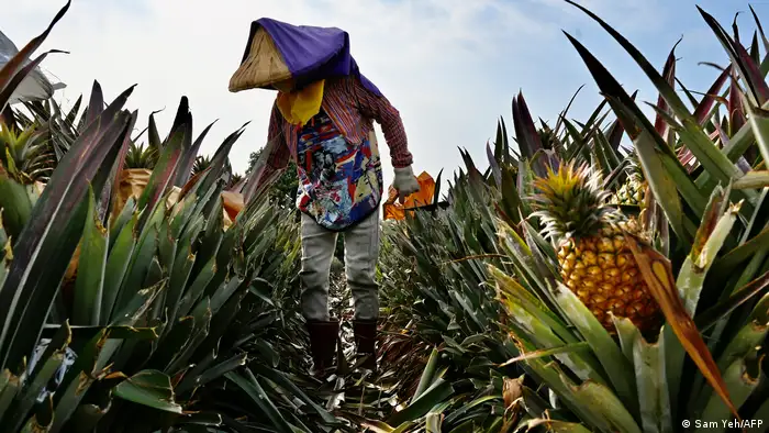 中国过去几年来多次无预警宣布禁止进口台湾农渔产品，案例包含菠萝、石斑鱼等，外界普遍认为这是透过经济对台湾施压的手段。图为种植菠萝的台湾农民。（资料照）