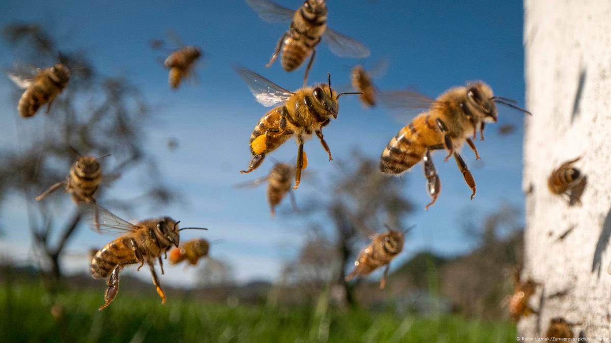 Roban cinco colmenas y las abejas se escapan para volver a su