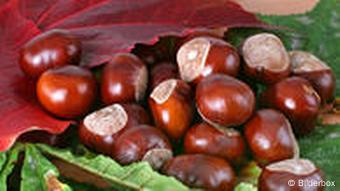 Rosskastanien