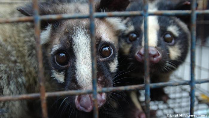 Civets in a cage in Guangdong Provice, China