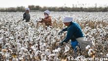 *** Dieses Bild ist fertig zugeschnitten als Social Media Snack (für Facebook, Twitter, Instagram) im Tableau zu finden: Fach „Images“ —> Xinjiang - Uighuren/Baumwollanbau *** 25.03.21 ***SHAYA, CHINA - OCTOBER 21: Farmers pick cotton during the harvest on October 21, 2019 in Shaya County, Xinjiang Uygur Autonomous Region of China. China s consumer price index CPI rose 3 percent year-on-year in September, according to the data released by National Bureau of Statistics NBS on Tuesday. PUBLICATIONxINxGERxSUIxAUTxHUNxONLY Copyright: xVCGx CFP111255777092