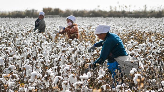 Farmers pick cotton during the harvest on October 21, 2019 in Shaya County, Xinjiang