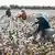 Farmers pick cotton in Xingjiang