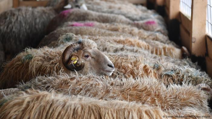 Suez Canal Live Sheep Stuck In Ship Traffic Jam News Dw 28 03 2021