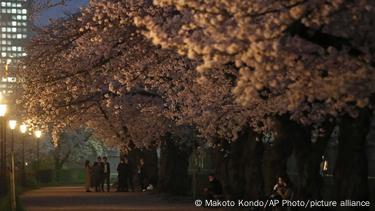 Japan: Earliest cherry blossom season peak on record – DW – 03/30/2021