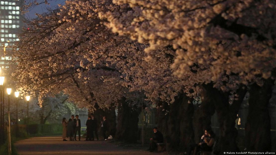 Japan: Earliest cherry blossom season peak on record – DW – 03/30/2021