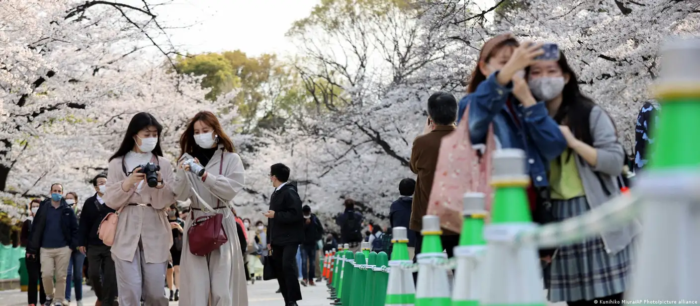 Japan: Earliest cherry blossom season peak on record – DW – 03/30/2021