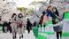 People wearing masks enjoy viewing cherry blossoms in full bloom at Ueno Park in Taito Ward, Tokyo on March 26, 2021. People wearing masks enjoy viewing cherry blossoms in full bloom at Ueno Park in Taito Ward, Tokyo on March 26, 2021.