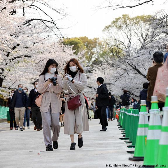 Cherry blossoms hit earlier peaks due to climate change