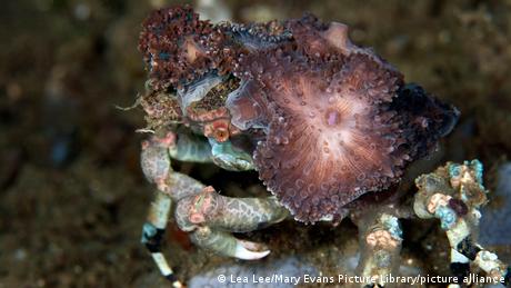 Decorator Spider Crab (Cyclocoeloma tuberculata )