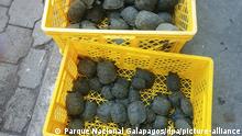 Auf diesem vom Nationalpark Galapagos zur Verfügung gestellten Bild werden Baby-Schildkröten, die in einem Koffer entdeckt worden waren, zum Park zurück gebracht. Die Tiere seien gefunden worden, als Mitarbeiter den Koffer mit einem Röntgen-Gerät durchleuchteten, teilte die Flughafenverwaltung mit. Die Schmuggler hatten die kleinen Schildkröten in Plastikfolie eingewickelt. (zu dpa «Galapagos-Inseln: 185 Baby-Schildkröten in Koffer entdeckt» vom 29.03.2021) +++ dpa-Bildfunk +++