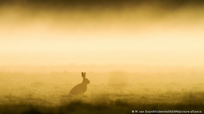 A rabbit sitting in a hazy field