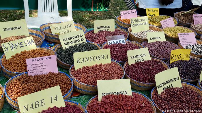 Diversidad de judías en Malaui: diferentes variedades regionales de judías a la venta en cuencos en un mercado.