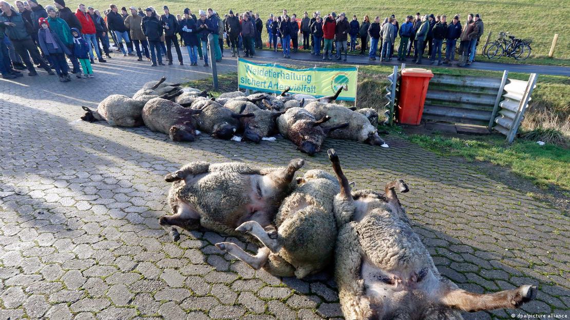 Jedan protest stoöara na severu Nemačke: Doneli su ovce koje je zaklao vuk