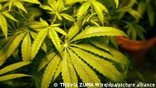 Medizinisches Marihuana wird angebaut. +++ dpa-Bildfunk +++