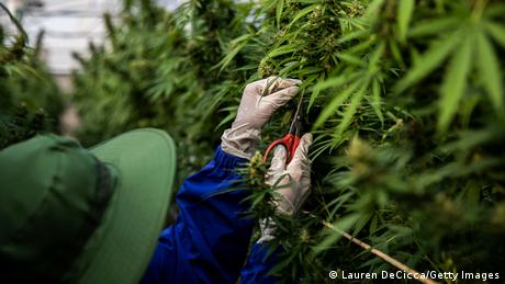 Greenhouse workers growing marijuana in Thailand, where farming the plant for medicinal use is allowed
