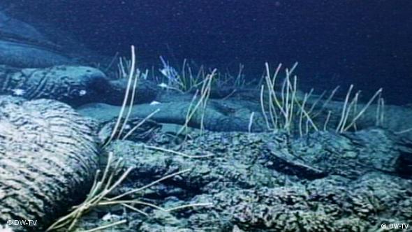 Korallen am Meeresgrund (Foto: DW-TV)