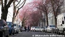 Bonn Altstadt Kirschblüte 2021