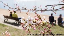 Pünktlich zu Ostern beginnen die Kirschbäume an Hamburgs Binnenalster zu blühen. +++ dpa-Bildfunk +++