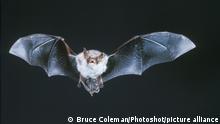 Natteres Flying Bat Natteres Flying Bat Myotis nattereri