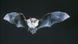 A Natterer's bat with wings extended A Natterer's bat with wings extended