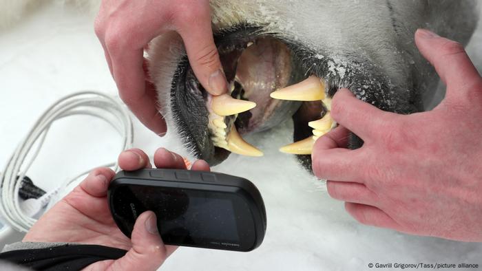 Researchers examine a polar bear's jaw