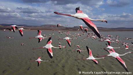 Weltspiegel 06.04.21 | Türkei, Ankara | Flamingos fliegen über den Mogan See