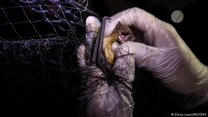 Ein Forscher hält eine Fledermaus in der Hand