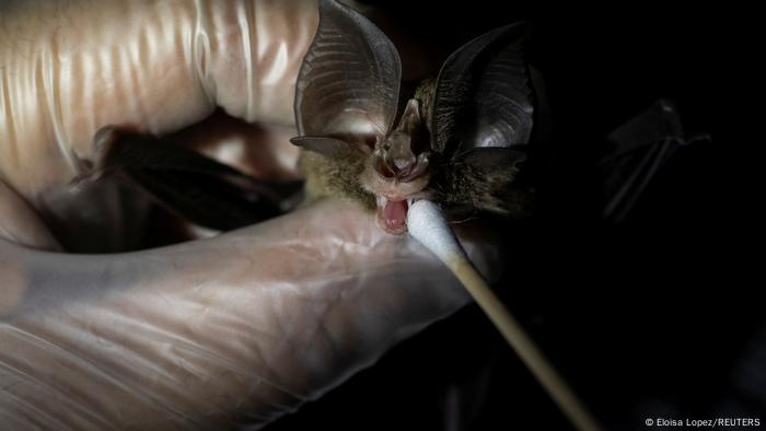 La mano enguantada sostiene un murciélago pequeño y se coloca una punta de algodón sobre su boca para tomar un hisopo.