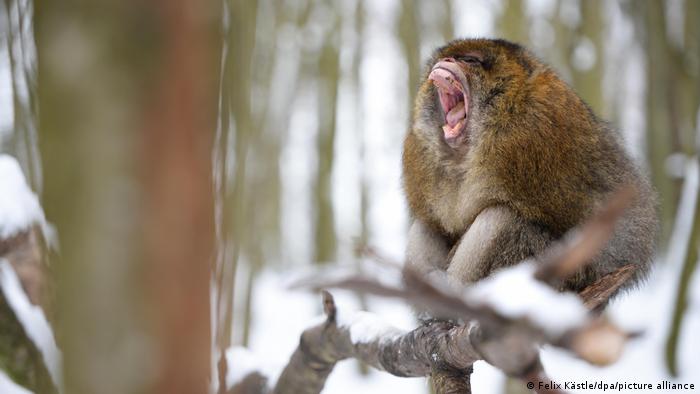 A male barbary macaque yawns while he sits on a snow-covered branch at the Affenberg wildlife park., close to Salem, Germany, in 2015