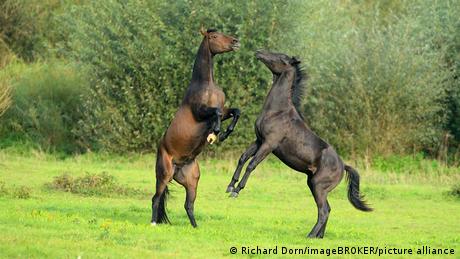 Zwei Pferde auf der Wiese bäumen sich auf. 