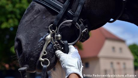 Eine Hand hält ein Pferd am Zaumzeug fest. 